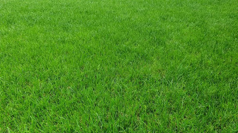 Thick healthy green turf after aeration