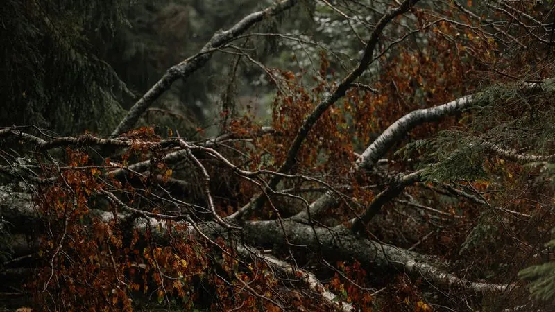 Fallen tree limbs across a yard after a storm